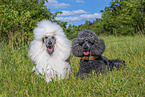 Poodles