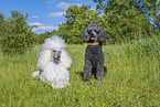 Poodles