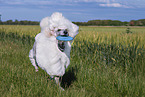 Giant Poodle
