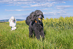 Poodles