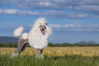 Giant Poodle
