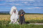 Poodles