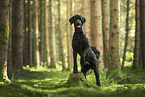 Giant Poodle