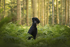 Giant Poodle