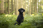 Giant Poodle