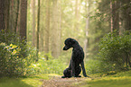Giant Poodle