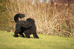 Giant Poodle