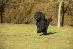 Giant Poodle