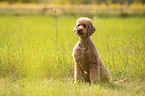 Giant Poodle