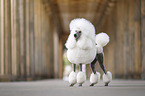 Giant Poodle