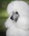 Giant Poodle