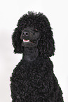 giant poodle