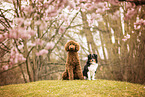 Giant poodle and Miniature American Shepherd