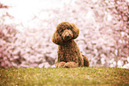 giant poodle