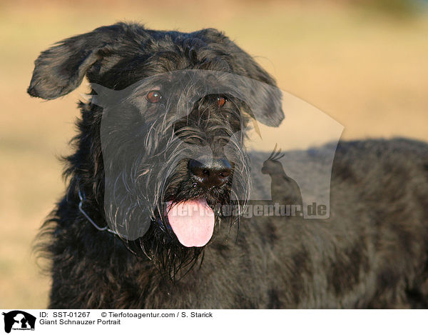 Riesenschnauzer Portrait / Giant Schnauzer Portrait / SST-01267