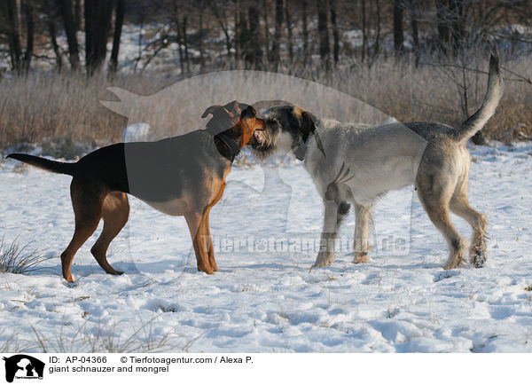 Riesenschnauzer und Mischling / giant schnauzer and mongrel / AP-04366