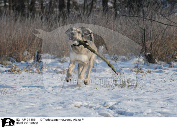 Riesenschnauzer / giant schnauzer / AP-04386