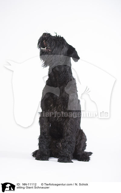 sitzender Riesenschnauzer / sitting Giant Schnauzer / NN-11112