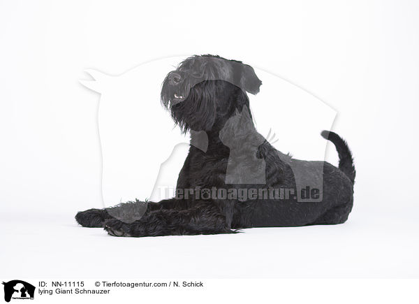 liegender Riesenschnauzer / lying Giant Schnauzer / NN-11115