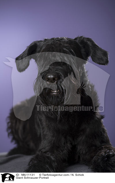 Riesenschnauzer Portrait / Giant Schnauzer Portrait / NN-11131