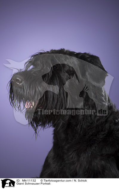 Riesenschnauzer Portrait / Giant Schnauzer Portrait / NN-11132