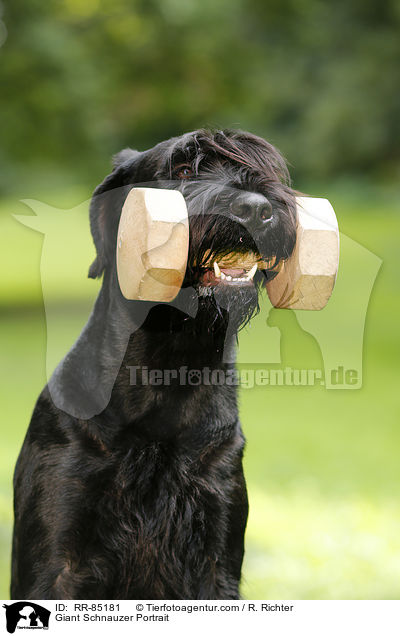 Riesenschnauzer Portrait / Giant Schnauzer Portrait / RR-85181