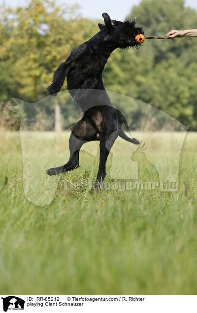 spielender Riesenschnauzer / playing Giant Schnauzer / RR-85212