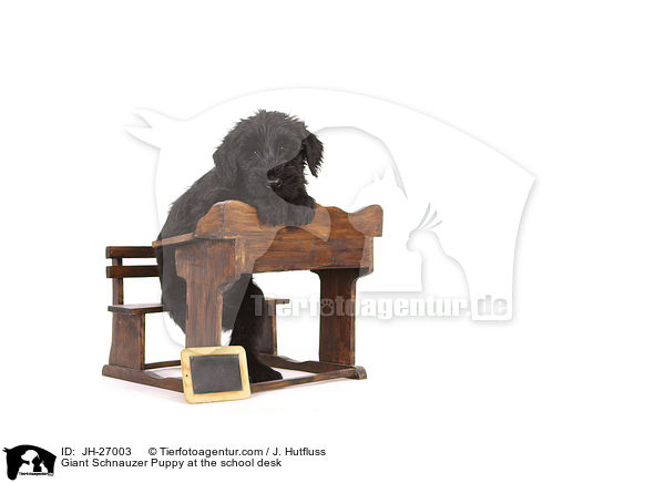 Riesenschnauzer Welpe auf der Schulbank / Giant Schnauzer Puppy at the school desk / JH-27003