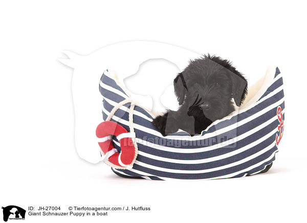 Riesenschnauzer Welpe in einem Boot / Giant Schnauzer Puppy in a boat / JH-27004