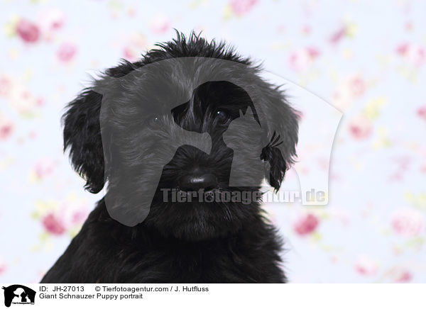 Giant Schnauzer Puppy portrait / JH-27013