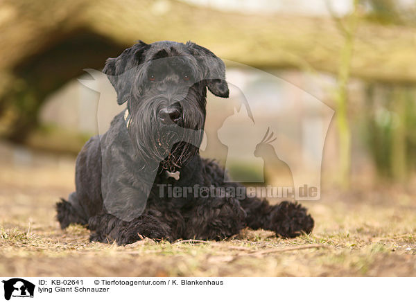 lying Giant Schnauzer / KB-02641