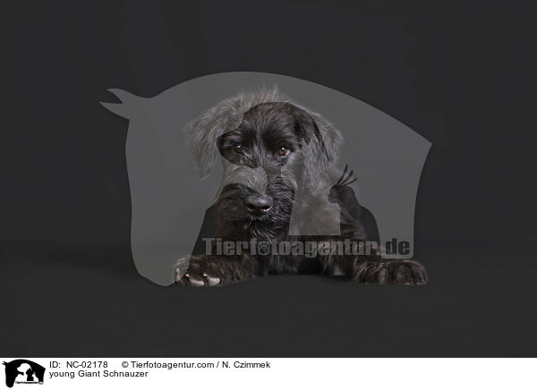 young Giant Schnauzer / NC-02178