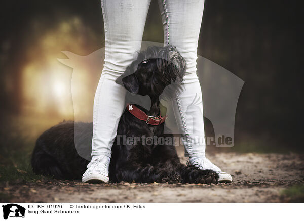 liegender Riesenschnauzer / lying Giant Schnauzer / KFI-01926
