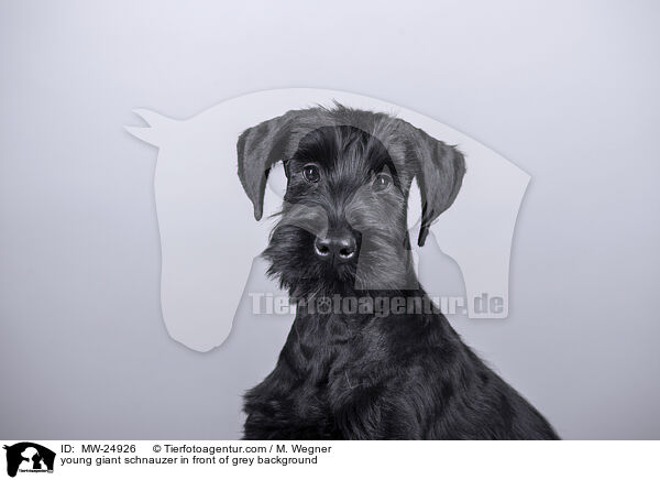 junger Riesenschnauzer vor grauem Hintergrund / young giant schnauzer in front of grey background / MW-24926
