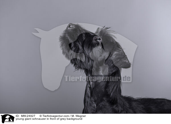 junger Riesenschnauzer vor grauem Hintergrund / young giant schnauzer in front of grey background / MW-24927
