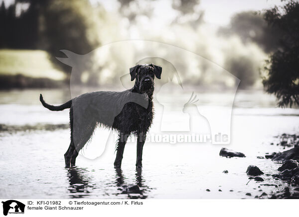 Riesenschnauzer Hndin / female Giant Schnauzer / KFI-01982