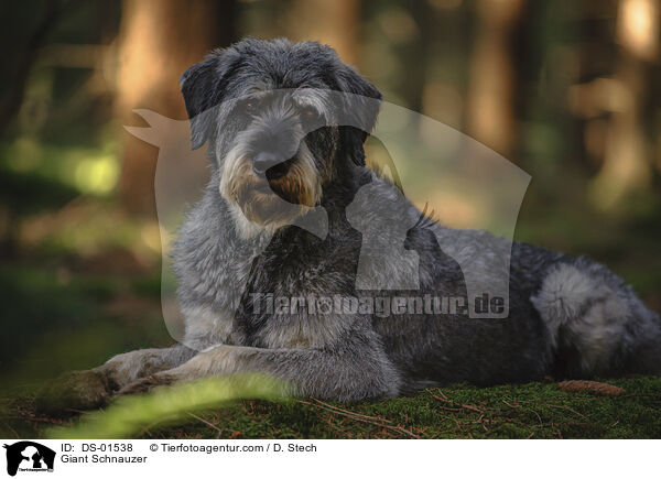 Riesenschnauzer / Giant Schnauzer / DS-01538
