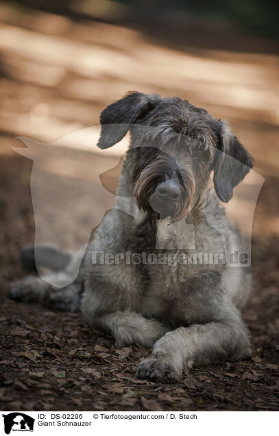 Riesenschnauzer / Giant Schnauzer / DS-02296