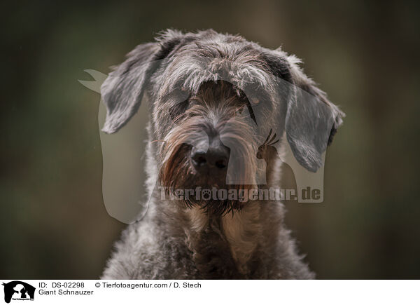 Riesenschnauzer / Giant Schnauzer / DS-02298