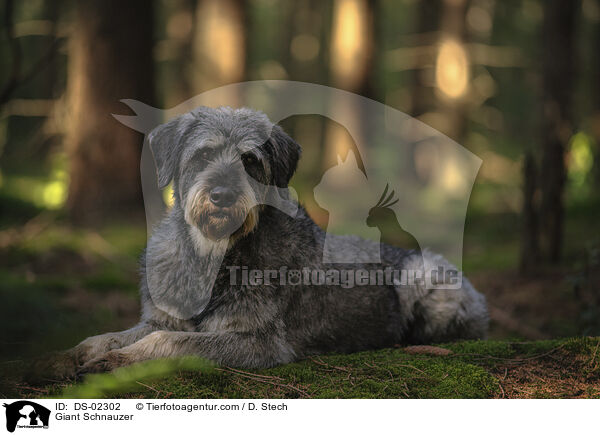 Riesenschnauzer / Giant Schnauzer / DS-02302