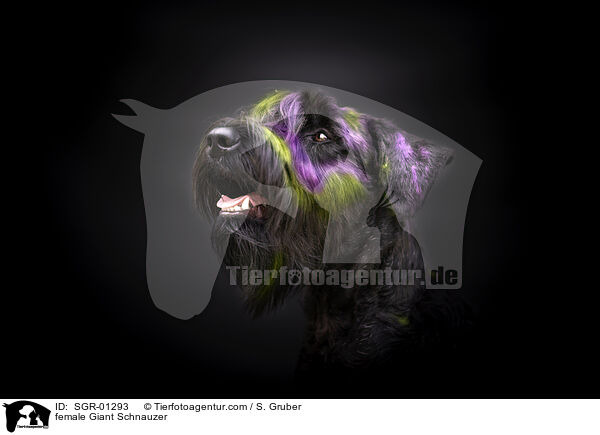 female Giant Schnauzer / SGR-01293