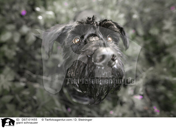 Riesenschnauzer / giant schnauzer / DST-01455