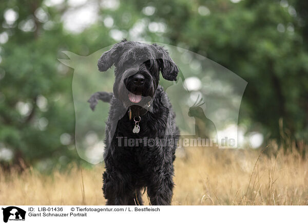 Riesenschnauzer Portrait / Giant Schnauzer Portrait / LIB-01436