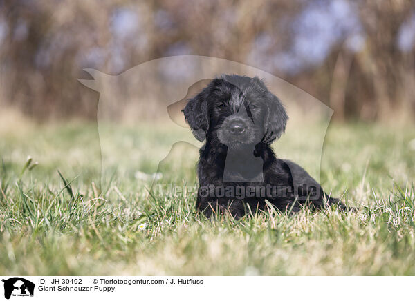 Riesenschnauzer Welpe / Giant Schnauzer Puppy / JH-30492