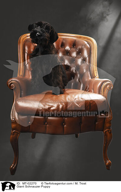 Giant Schnauzer Puppy / MT-02270