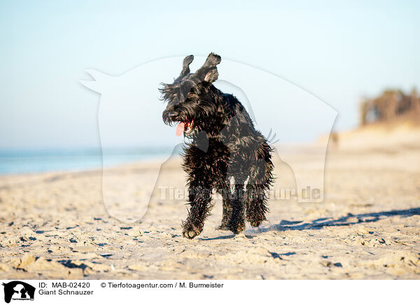 Riesenschnauzer / Giant Schnauzer / MAB-02420