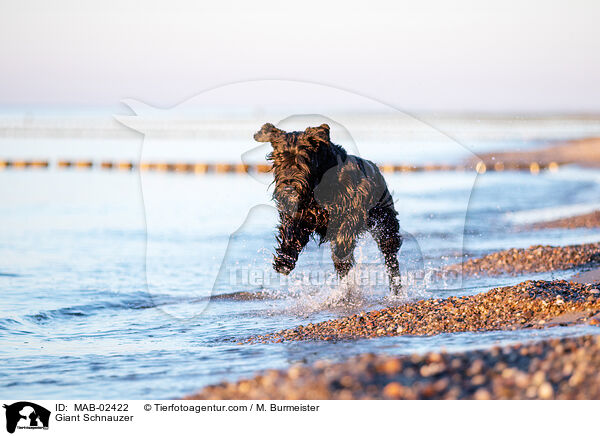 Giant Schnauzer / MAB-02422