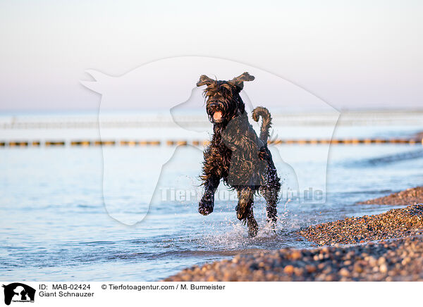 Riesenschnauzer / Giant Schnauzer / MAB-02424