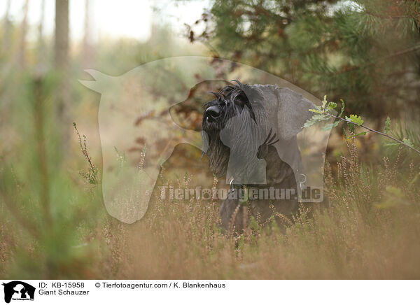 Riesenschnauzer / Giant Schauzer / KB-15958
