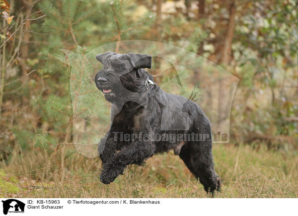 Riesenschnauzer / Giant Schauzer / KB-15963